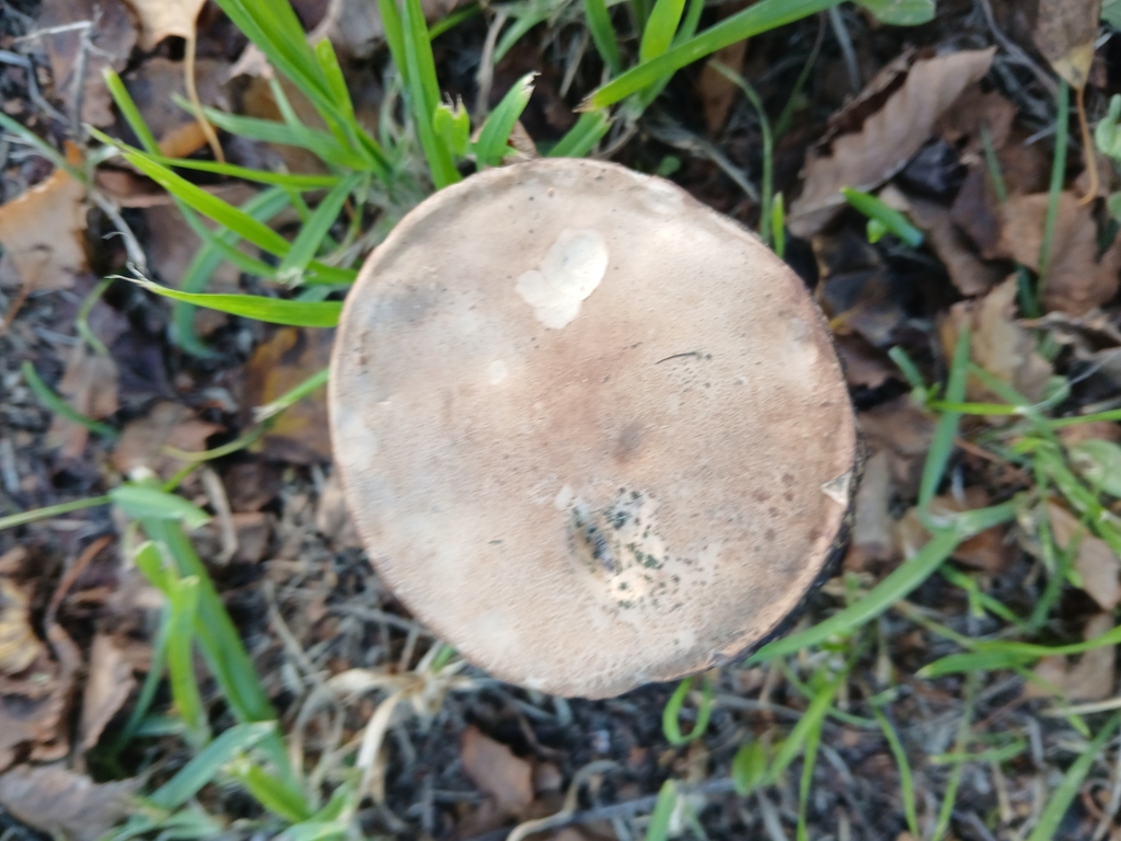 Leccinum scabrum · April 2025 · photo: © bigfarma2017 (iNaturalist, cc-by)