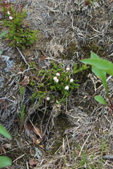 Harrimanella hypnoides