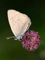 Phengaris nausithous