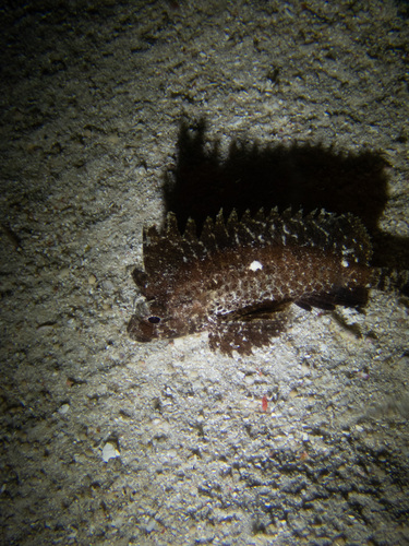 Whiteface Waspfish — seen at this dive site