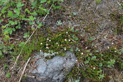 Harrimanella hypnoides
