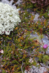 Harrimanella hypnoides