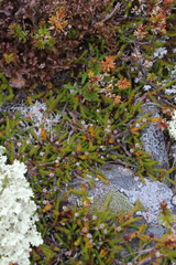 Harrimanella hypnoides