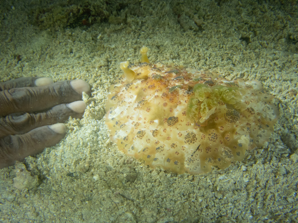 Warty Sucking Dorid