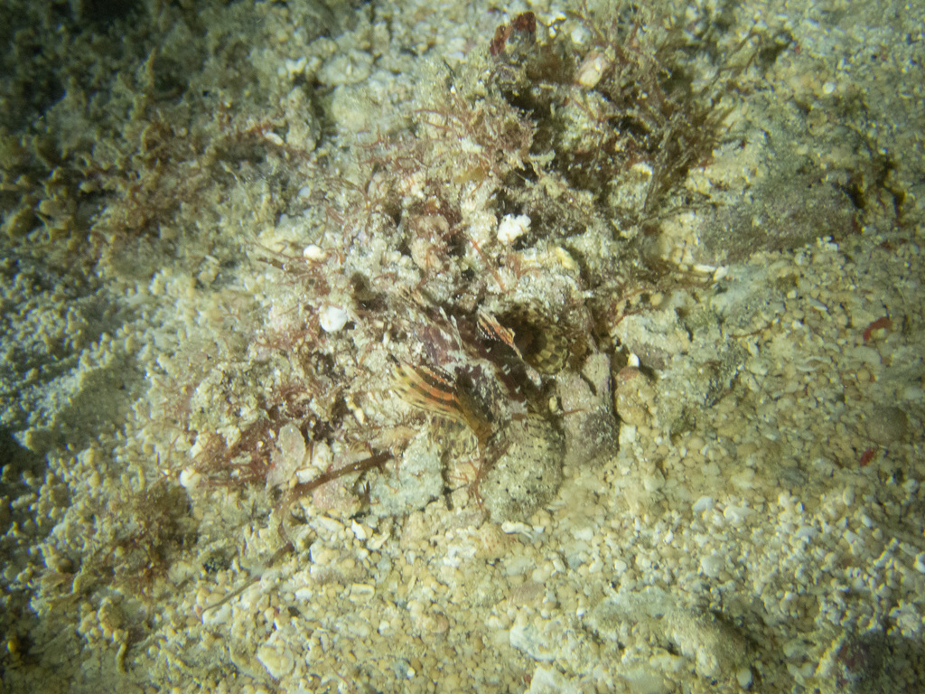 Neochirus brachyptera