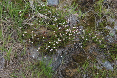 Harrimanella hypnoides