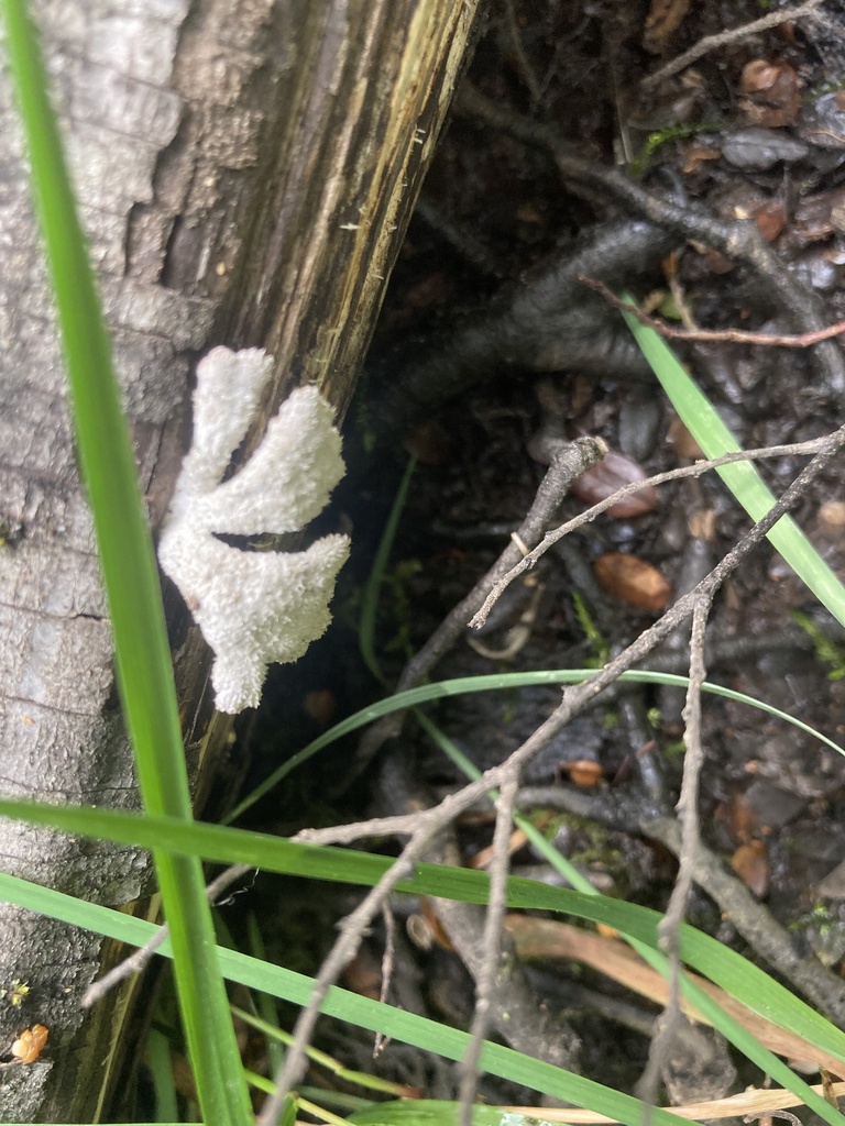 Schizophyllum commune · March 2025 · photo: © sam-rajnikant (iNaturalist, cc-by)