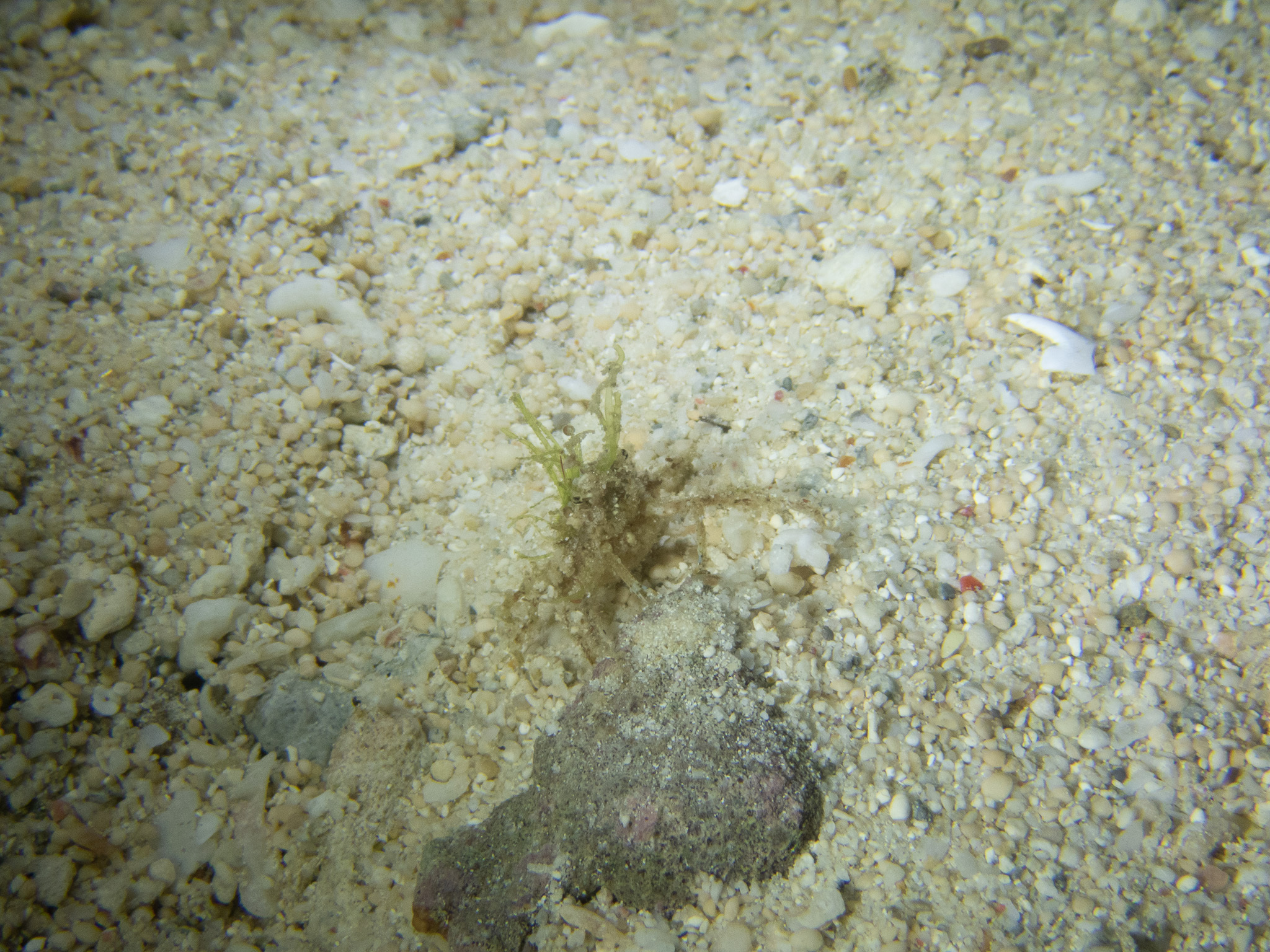 軟珊瑚蟹 Naxioides taurus