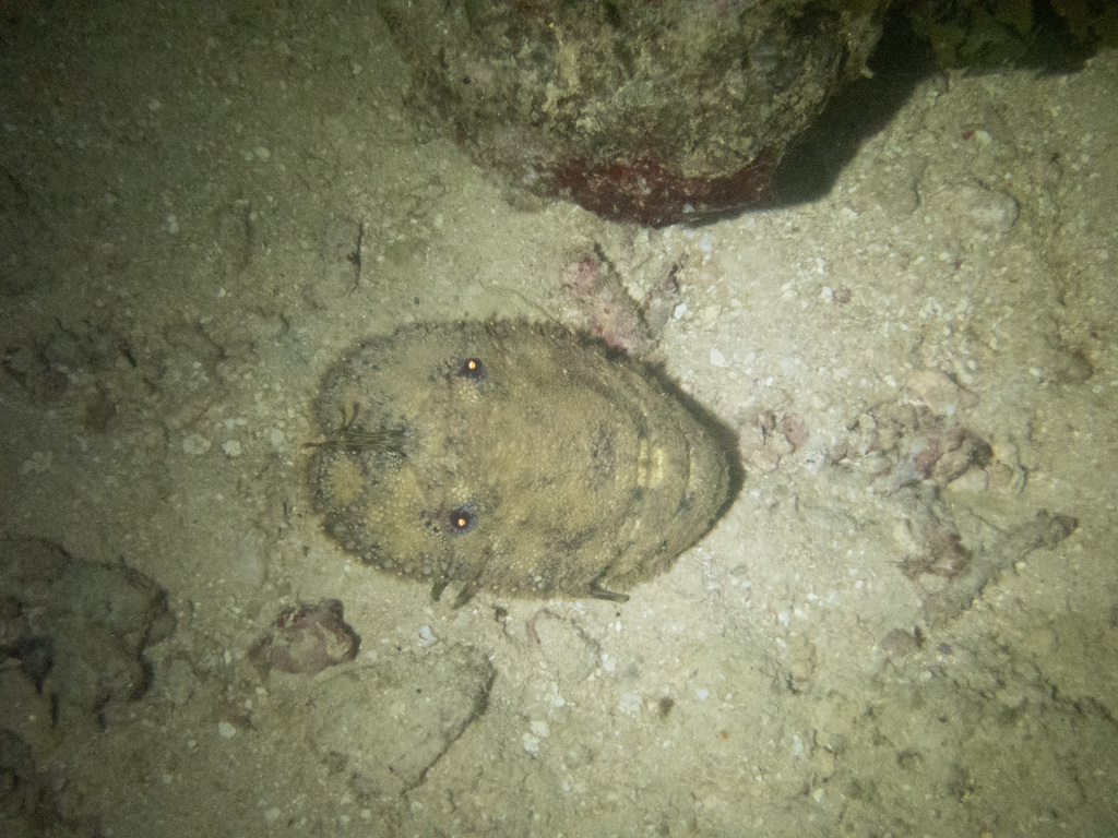 Sculptured Slipper Lobster (Parribacus antarcticus) - recorded at Mike’s Point