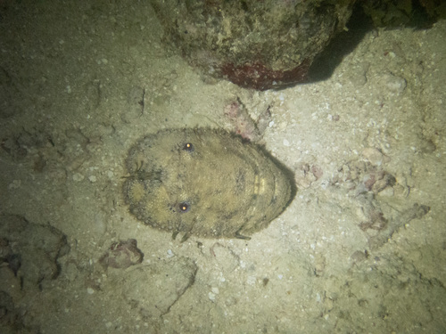 Sculptured Slipper Lobster — seen at this dive site