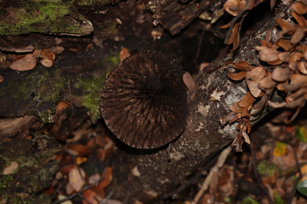 Pluteus perroseus · March 2025 · photo: © sam-rajnikant (iNaturalist, cc-by)