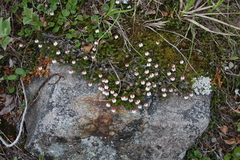 Harrimanella hypnoides