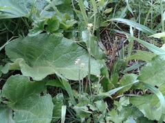 Sisymbrium officinale