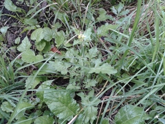 Sisymbrium officinale