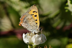 Lycaena phlaeas phlaeoides