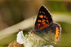 Lycaena phlaeas phlaeoides