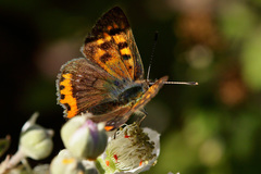 Lycaena phlaeas phlaeoides