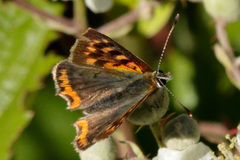 Lycaena phlaeas phlaeoides
