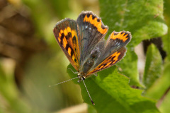 Lycaena phlaeas phlaeoides
