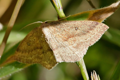 Cyclophora maderensis