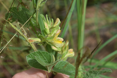 Image of Eriosema cordatum by (c) Justin Ponder, some rights reserved (CC BY)
