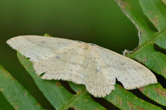 Cyclophora maderensis