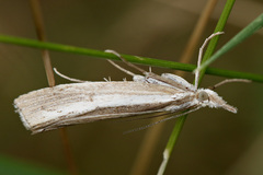 Agriphila trabeatellus