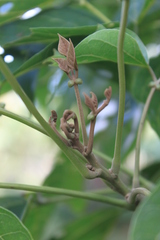 Erythrina subumbrans, photograph (c) Fabian Brambach, some rights reserved (CC BY)