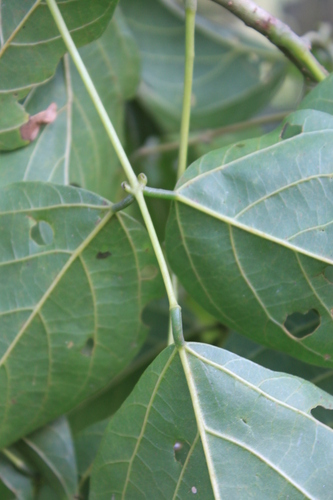 Erythrina subumbrans, photograph 5