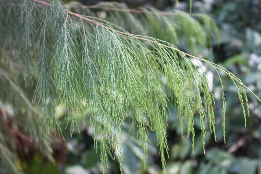 Gymnostoma rumphianum (Gymnostoma rumphianum)