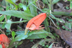 Erythrina subumbrans, photograph (c) Fabian Brambach, some rights reserved (CC BY)