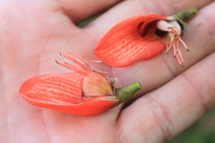 Erythrina subumbrans, photograph (c) Fabian Brambach, some rights reserved (CC BY)