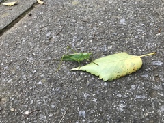 Tettigonia orientalis