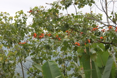 Erythrina subumbrans