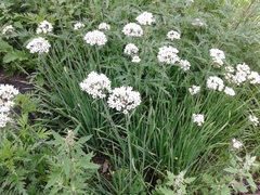 Allium ramosum