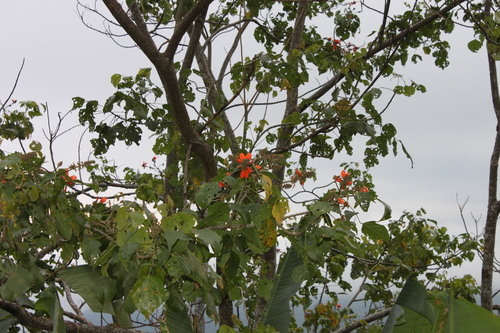 Erythrina subumbrans, photograph 1