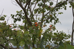 Erythrina subumbrans, photograph (c) Fabian Brambach, some rights reserved (CC BY)