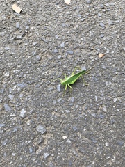 Tettigonia orientalis