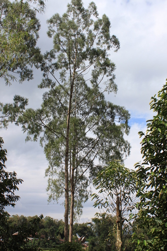Weeping ru (Gymnostoma rumphianum)