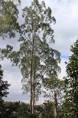 Gymnostoma rumphianum, photograph (c) Fabian Brambach, some rights reserved (CC BY)