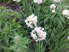 Allium ramosum