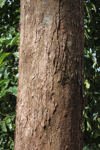 Image of Gymnostoma rumphianum by (c) Fabian Brambach, some rights reserved (CC BY)
