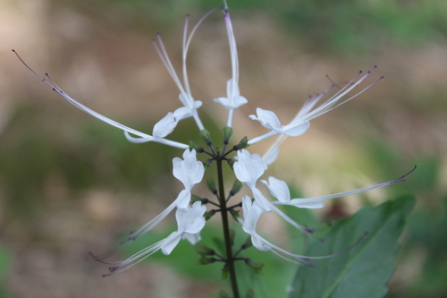 Image of Orthosiphon aristatus by (c) Fabian Brambach, some rights reserved (CC BY)