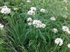 Allium ramosum