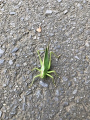 Tettigonia orientalis