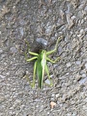 Tettigonia orientalis