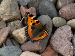Aglais urticae