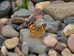 Vanessa cardui
