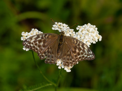 Argynnis paphia