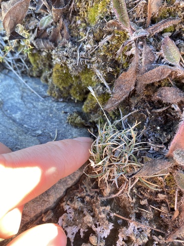 Poa maniototo, 2025-04-09